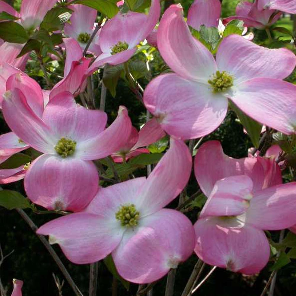 Cornus Rubra