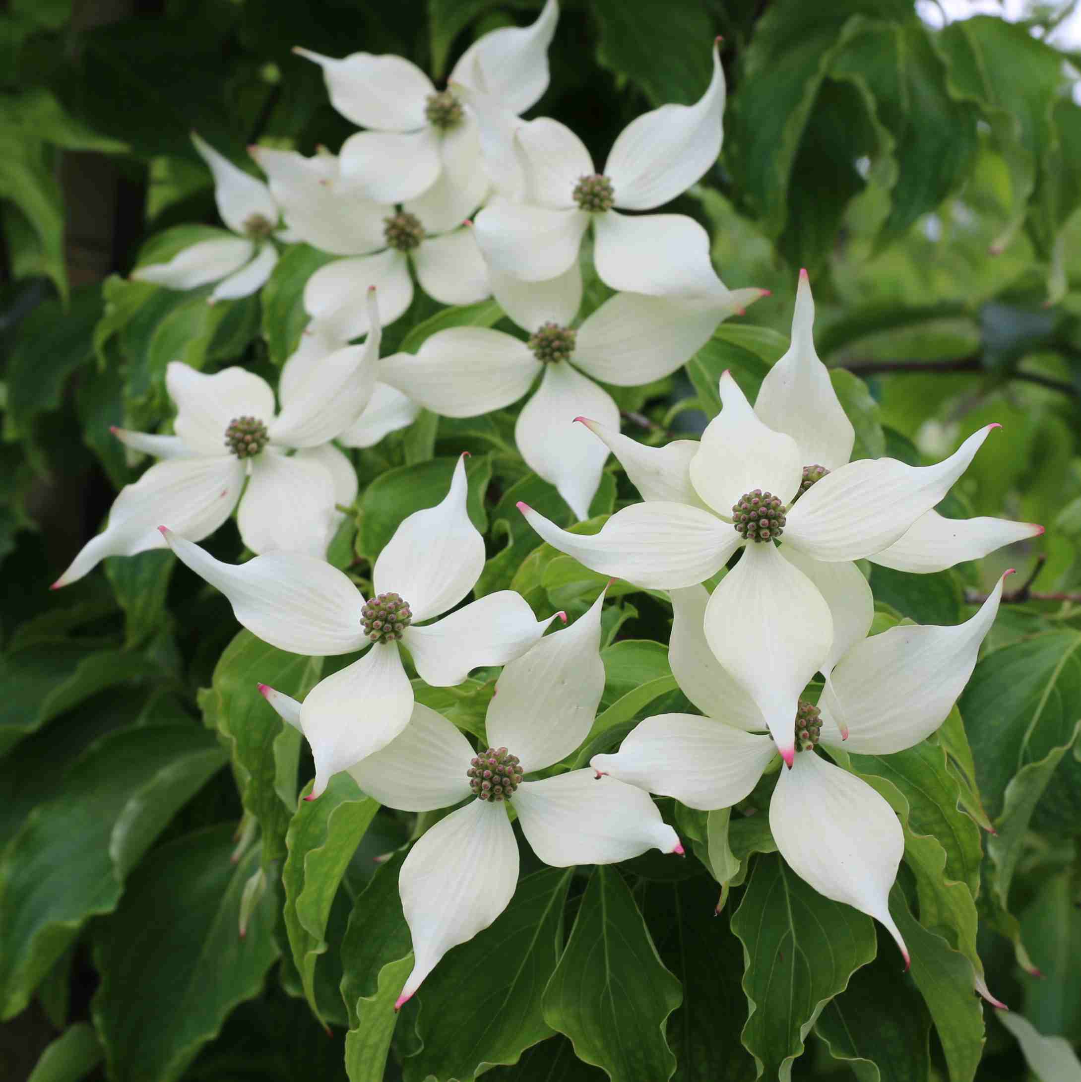 Cornus-kousa-Chinensis-flowers