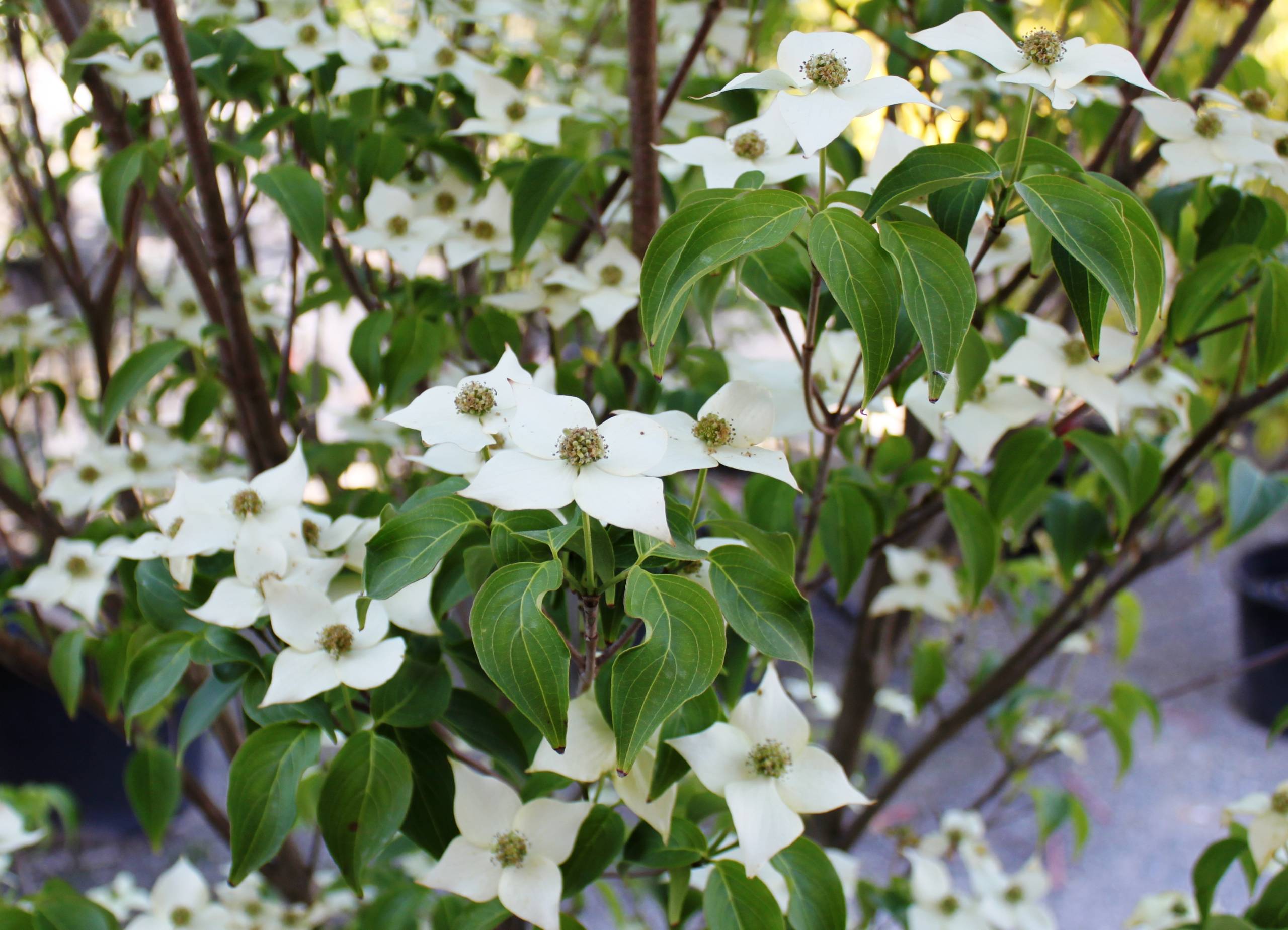 Cornus-kousa-Milky-Way
