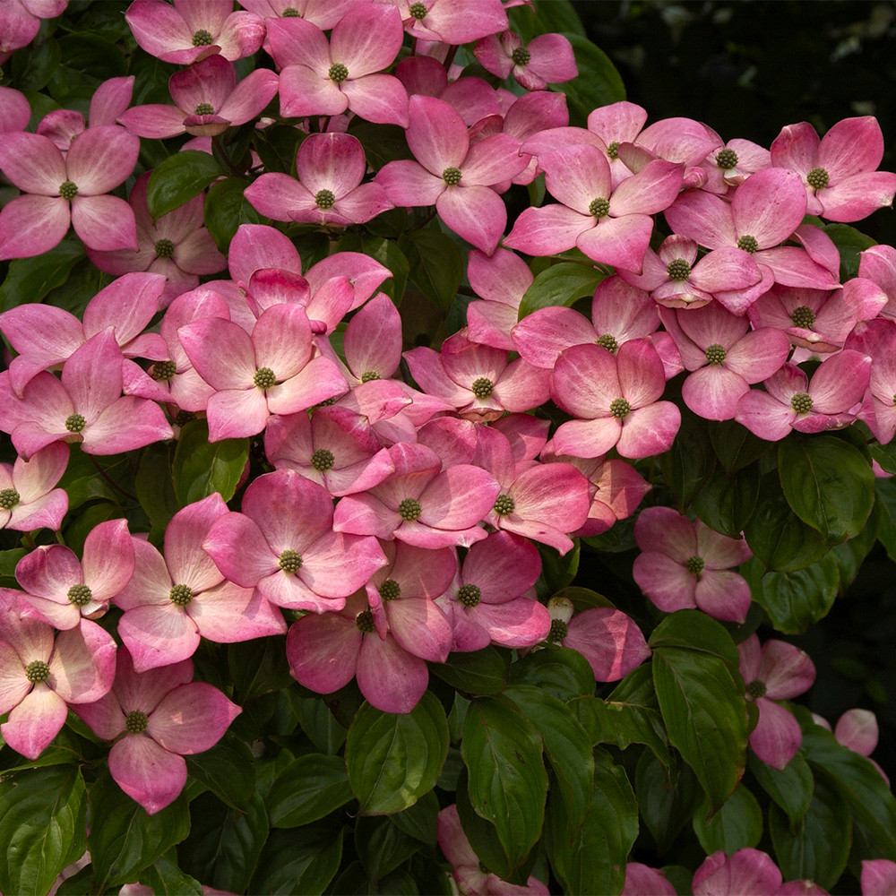 Cornus_Kousa_Miss_Satomi