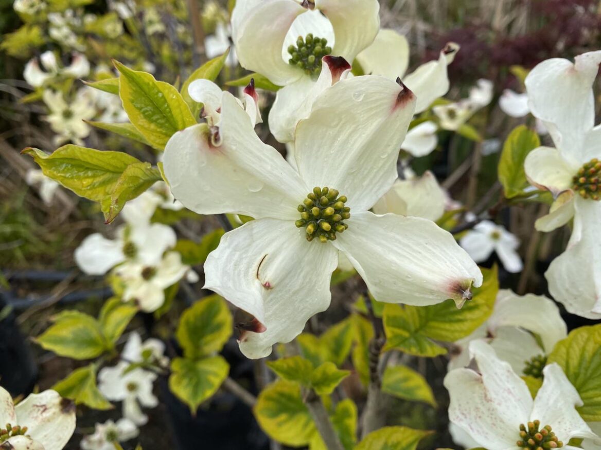 cornus-florida-rainbow