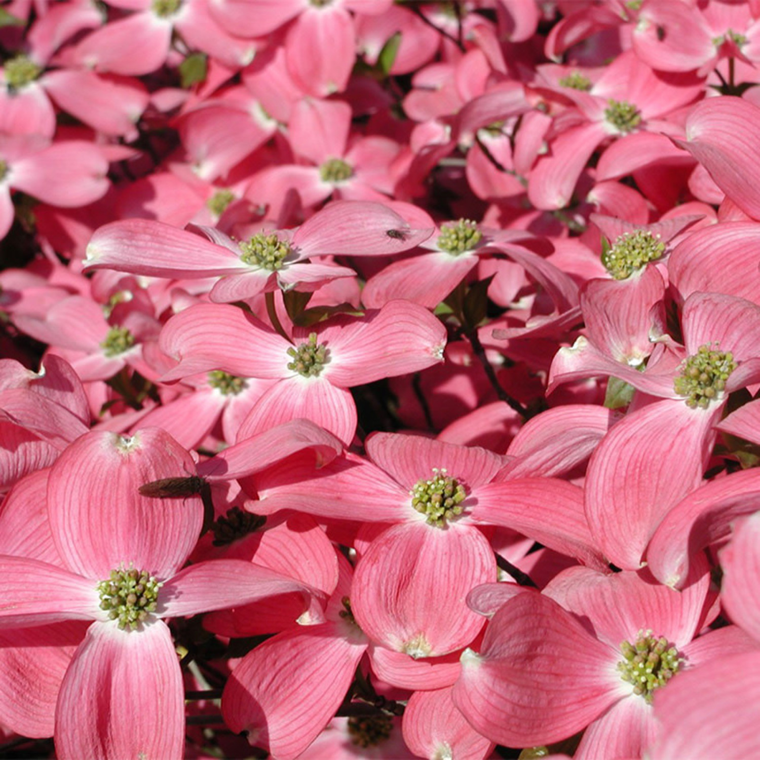 Cornus Cherokee Chief