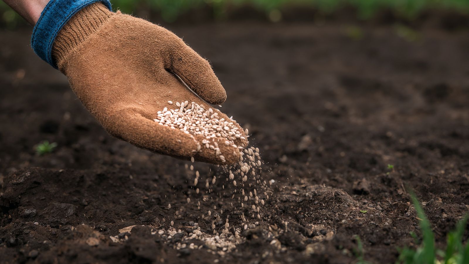 Mano che distribuisce sementi per prato su una zona di terreno zappettata e pronta per la risemina.